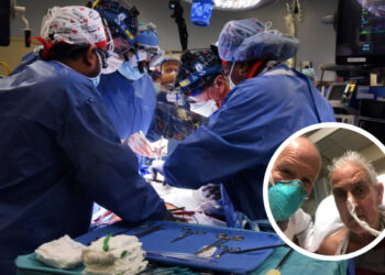 Por primera vez y de manera exitosa, un hombre fue trasplantado con el corazón de un cerdo