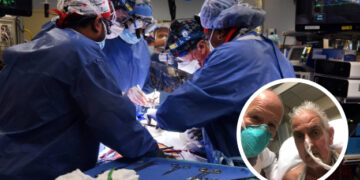 Por primera vez y de manera exitosa, un hombre fue trasplantado con el corazón de un cerdo