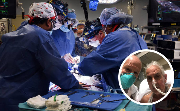 Por primera vez y de manera exitosa, un hombre fue trasplantado con el corazón de un cerdo