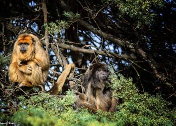 Personal de la Reserva Carayá fue agredido y golpeado por turistas
