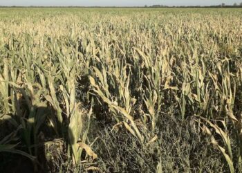 Alarma en el Gobierno por el impacto del clima en la cosecha