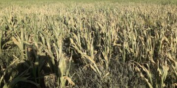 Alarma en el Gobierno por el impacto del clima en la cosecha