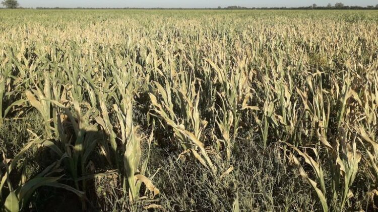 Alarma en el Gobierno por el impacto del clima en la cosecha