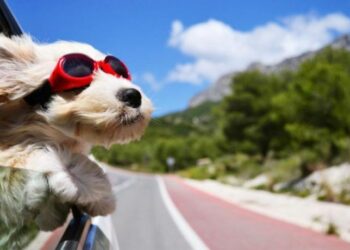 Recomendaciones para llevar de vacaciones a nuestras mascotas