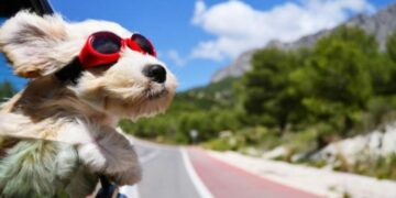 Recomendaciones para llevar de vacaciones a nuestras mascotas