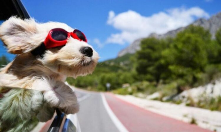 Recomendaciones para llevar de vacaciones a nuestras mascotas