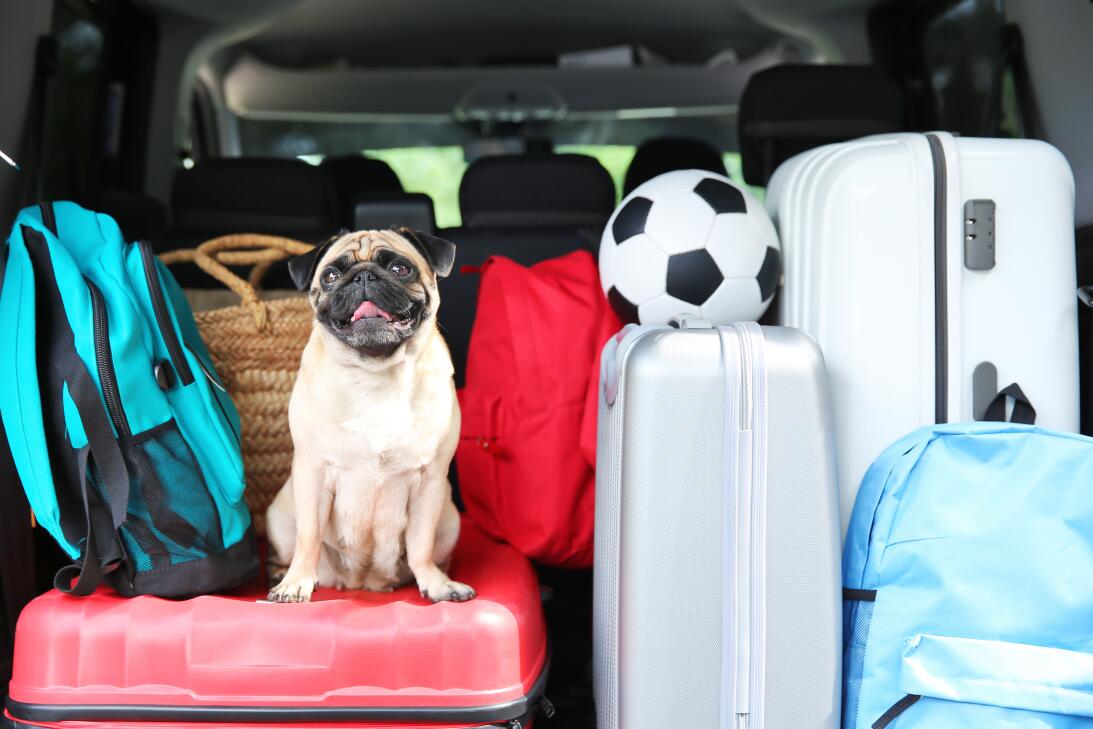 Recomendaciones para llevar de vacaciones a nuestras mascotas
