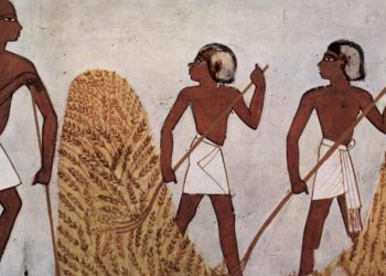 El cultivo de cereales y cómo cambió la dieta humana