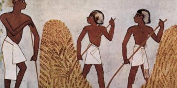 El cultivo de cereales y cómo cambió la dieta humana