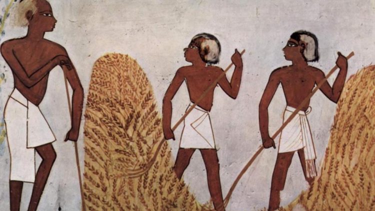 El cultivo de cereales y cómo cambió la dieta humana