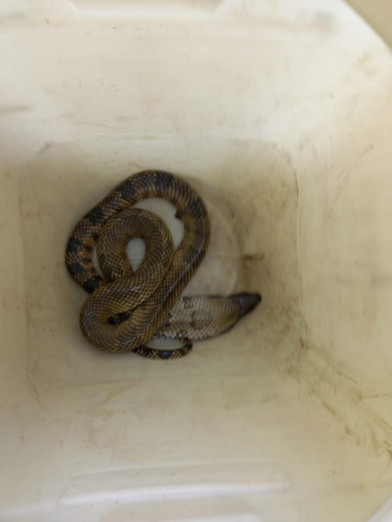 Hallan una serpiente acuática en pleno centro de Córdoba