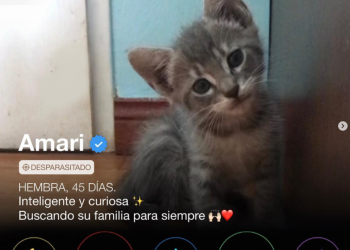 “Gatitinder”, el mejor invento para gatitos en adopción