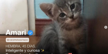 “Gatitinder”, el mejor invento para gatitos en adopción