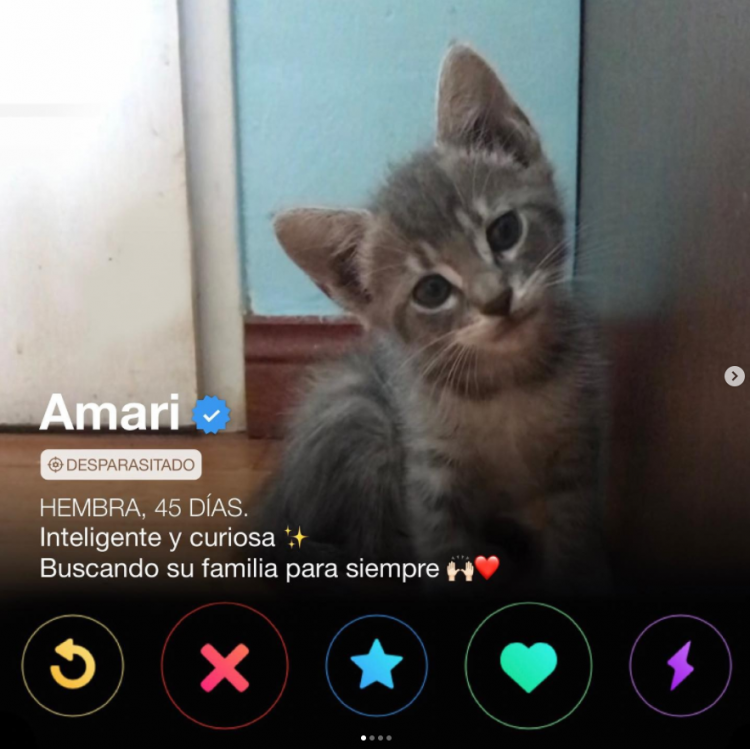 “Gatitinder”, el mejor invento para gatitos en adopción