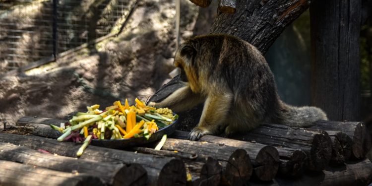 Trasladan tres monas Carayá a una reserva natural especializada para su conservación