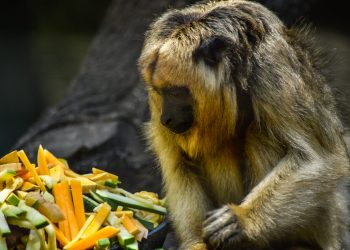 Trasladan tres monas Carayá a una reserva natural especializada para su conservación