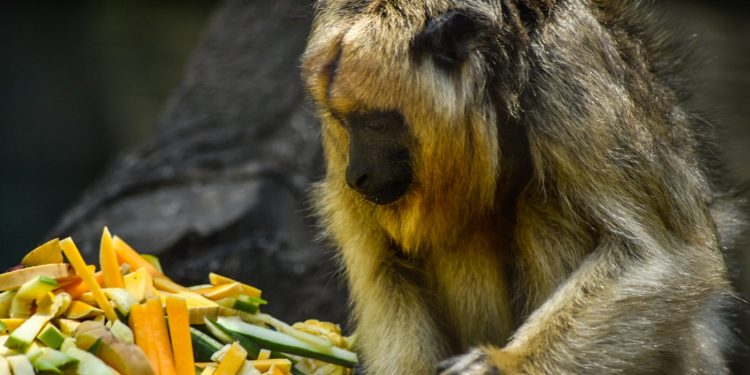 Trasladan tres monas Carayá a una reserva natural especializada para su conservación