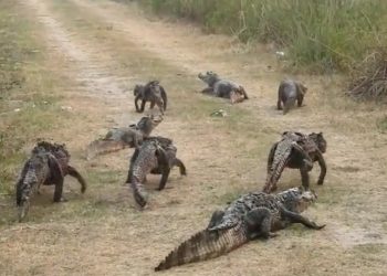 Yacarés huyen de sus hábitats naturales por los incendios en Corrientes