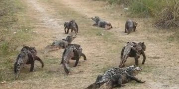 Yacarés huyen de sus hábitats naturales por los incendios en Corrientes