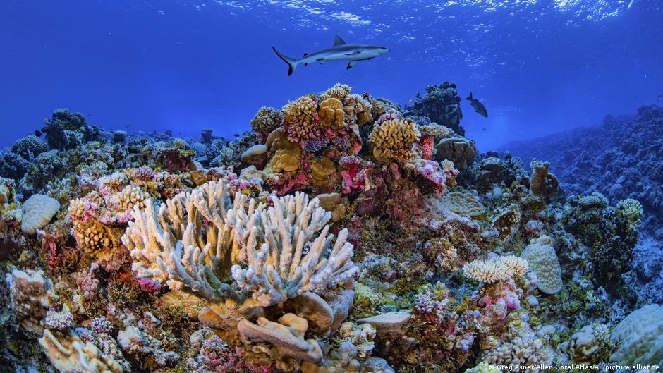 El plástico ya invadió por completo los océanos y amenaza la biodiversidad