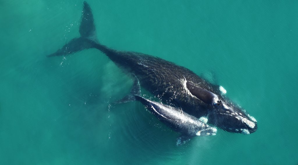 Un total de 45 ballenas francas australes aparecieron muertas en Península Valdés