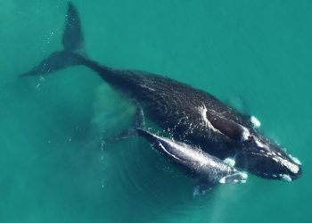 Un total de 45 ballenas francas australes aparecieron muertas en Península Valdés