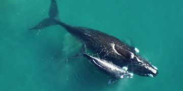 Un total de 45 ballenas francas australes aparecieron muertas en Península Valdés