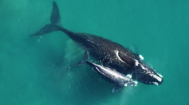 Un total de 45 ballenas francas australes aparecieron muertas en Península Valdés