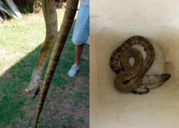 Hallan una serpiente acuática en pleno centro de Córdoba