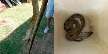 Hallan una serpiente acuática en pleno centro de Córdoba