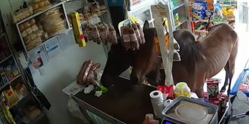 Dos caballos entraron a una despensa en Córdoba