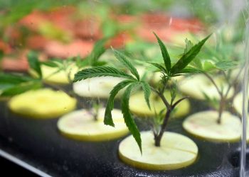 La Corte tratará a fines de abril un reclamo por el cannabis medicinal