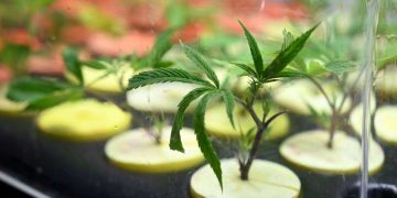 La Corte tratará a fines de abril un reclamo por el cannabis medicinal