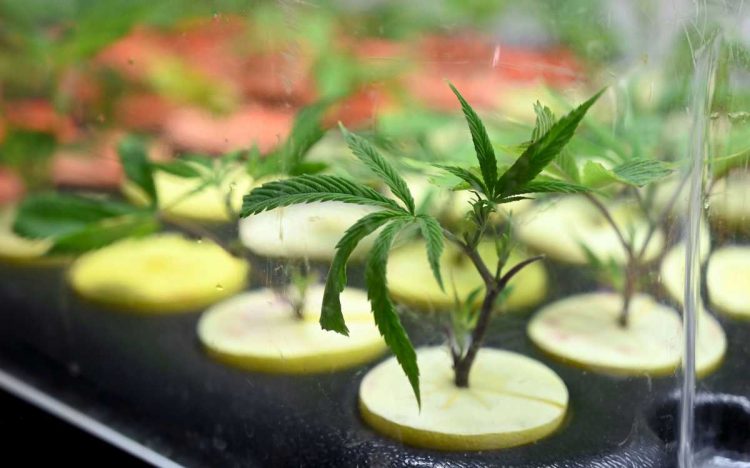 La Corte tratará a fines de abril un reclamo por el cannabis medicinal