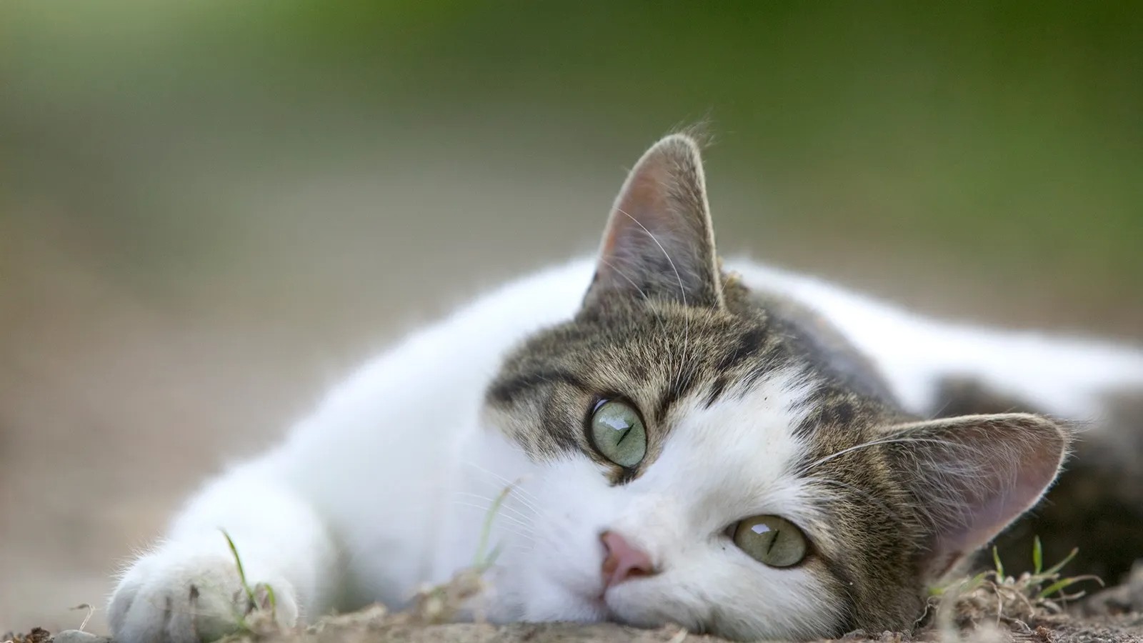 Se viene la primera celebración del año para los gatitos
