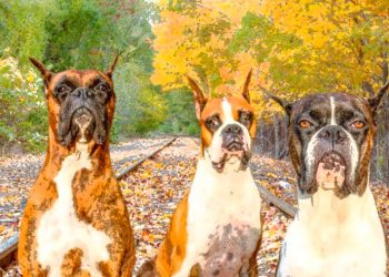 La caja y las cartas