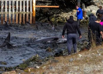 Un grupo de delfines quedó varado en la costa y los vecinos asistieron en el rescate