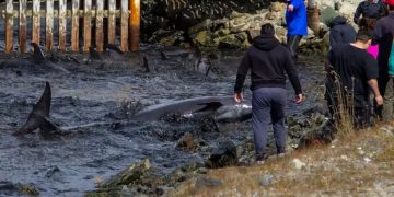Un grupo de delfines quedó varado en la costa y los vecinos asistieron en el rescate