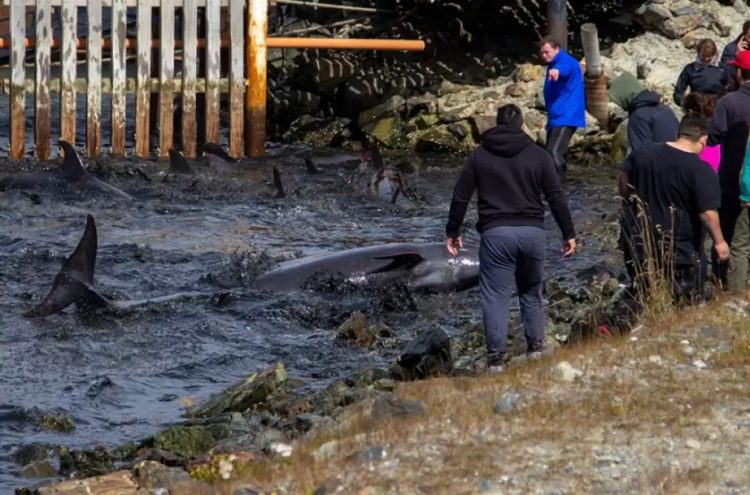 Un grupo de delfines quedó varado en la costa y los vecinos asistieron en el rescate