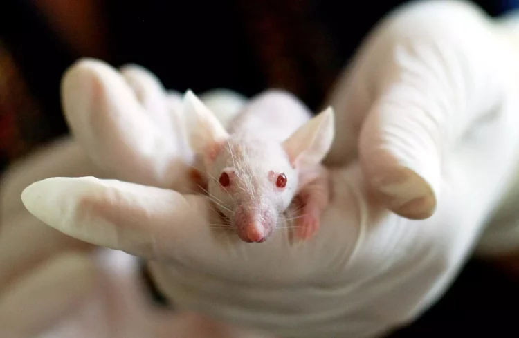 Desarrollaron una médula espinal humana que devuelve movimiento a ratones paralizados