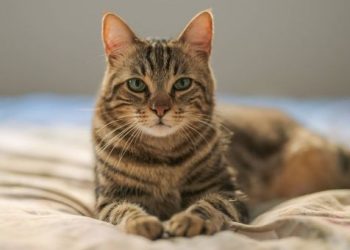 Se viene la primera celebración del año para los gatitos