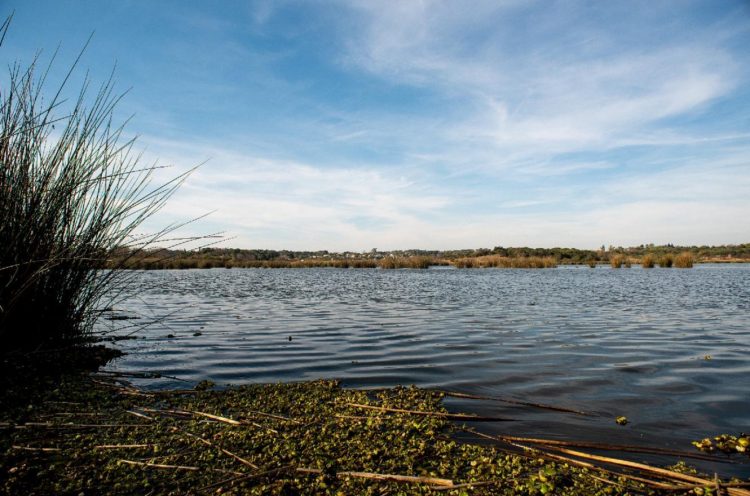 Debemos mantener la salud ecológica de los Humedales