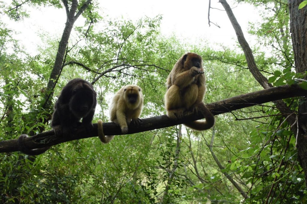 Una gran mano para los monos Carayá