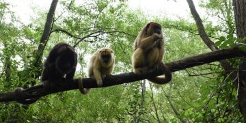 Una gran mano para los monos Carayá