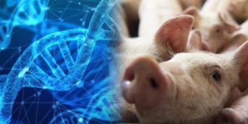 Los xenotrasplantes, una realidad más cerca en la Argentina