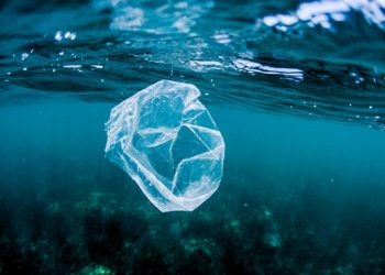 El plástico ya invadió por completo los océanos y amenaza la biodiversidad