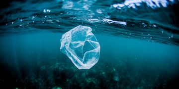 El plástico ya invadió por completo los océanos y amenaza la biodiversidad