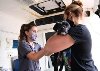 Continúa la vacunación gratuita contra la rabia para perros y gatos