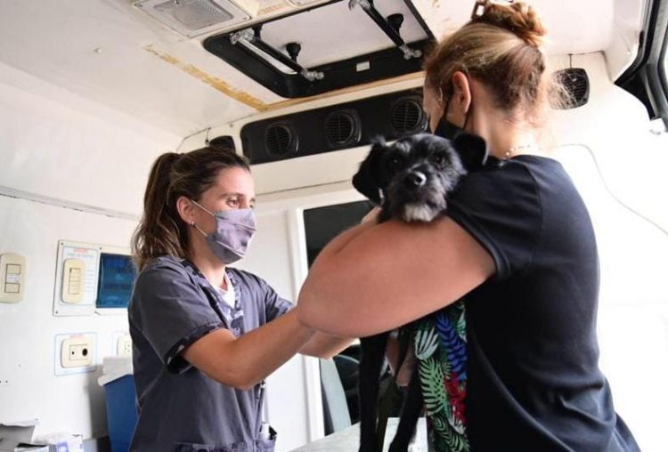 Continúa la vacunación gratuita contra la rabia para perros y gatos