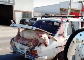 Identifican a 30 personas que participaron del saqueo a un camión con cerdos